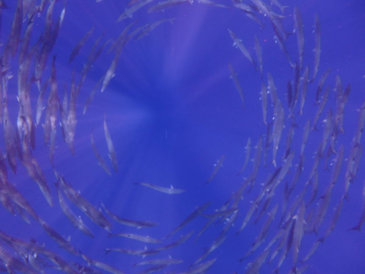 バラクーダ
ダイビング中に見たかったけど、
ダイビングする前にシュノーケル...