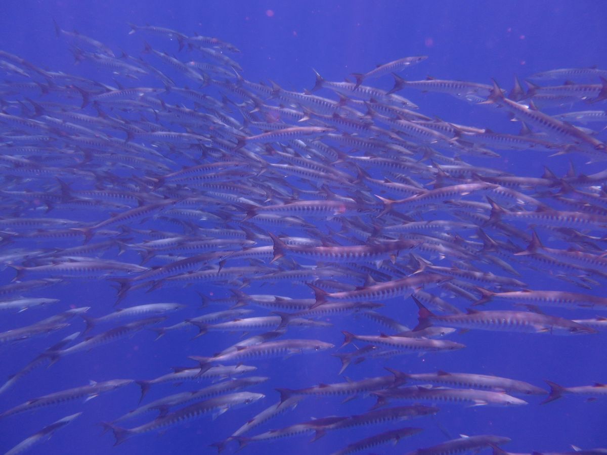 バラクーダ
ダイビング中に見たかったけど、
ダイビングする前にシュノーケル...