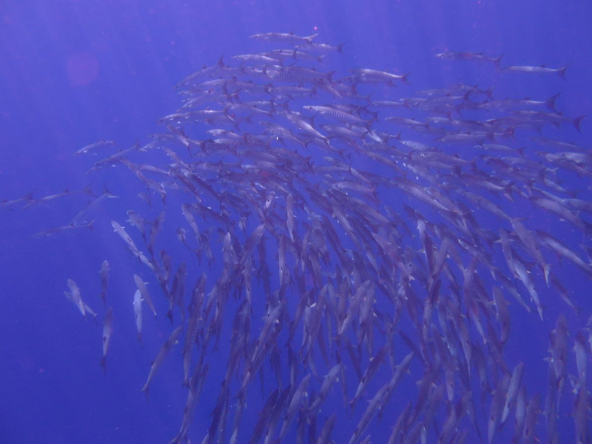 バラクーダ
ダイビング中に見たかったけど、
ダイビングする前にシュノーケル...