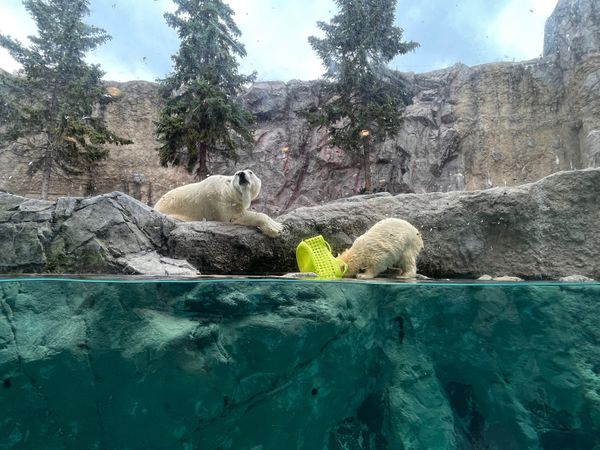日本・北海道「旭山動物園」の写真