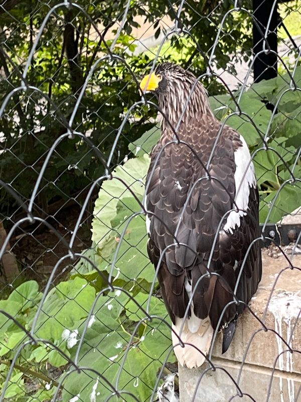 日本・北海道「旭山動物園」の写真