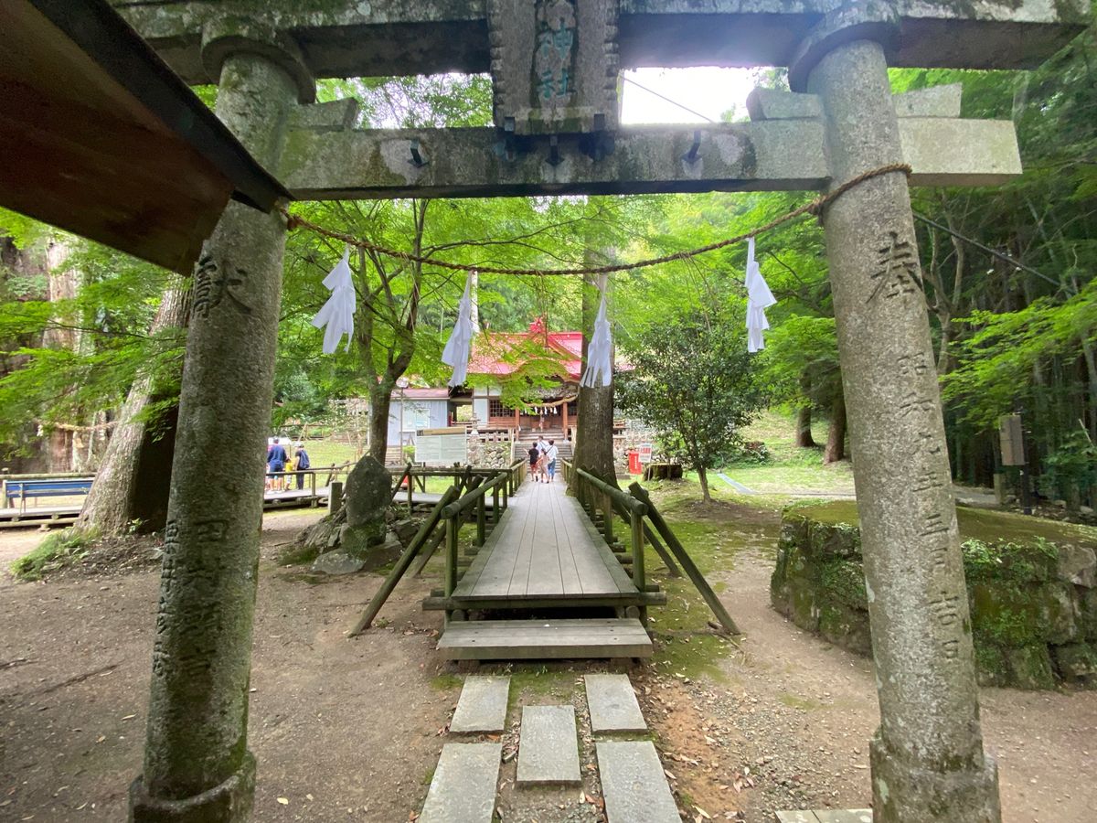 日本一の大杉！