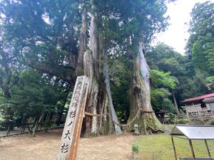 日本一の大杉！