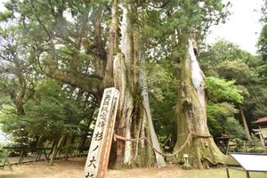 日本一の大杉！