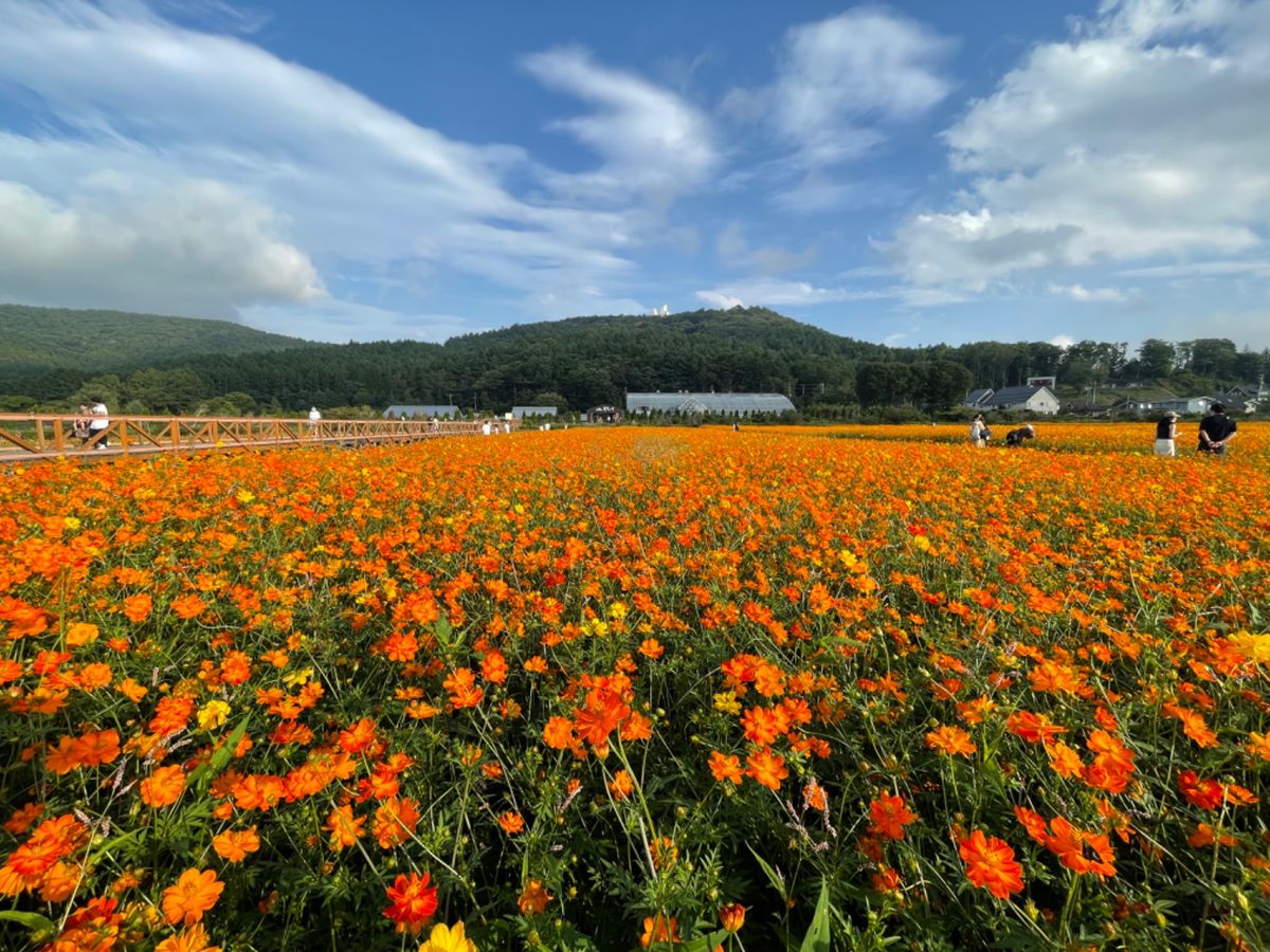 山中湖近くの花の都公園。中の有料エリアよりも、外の無料エリアの花畑の方が良...