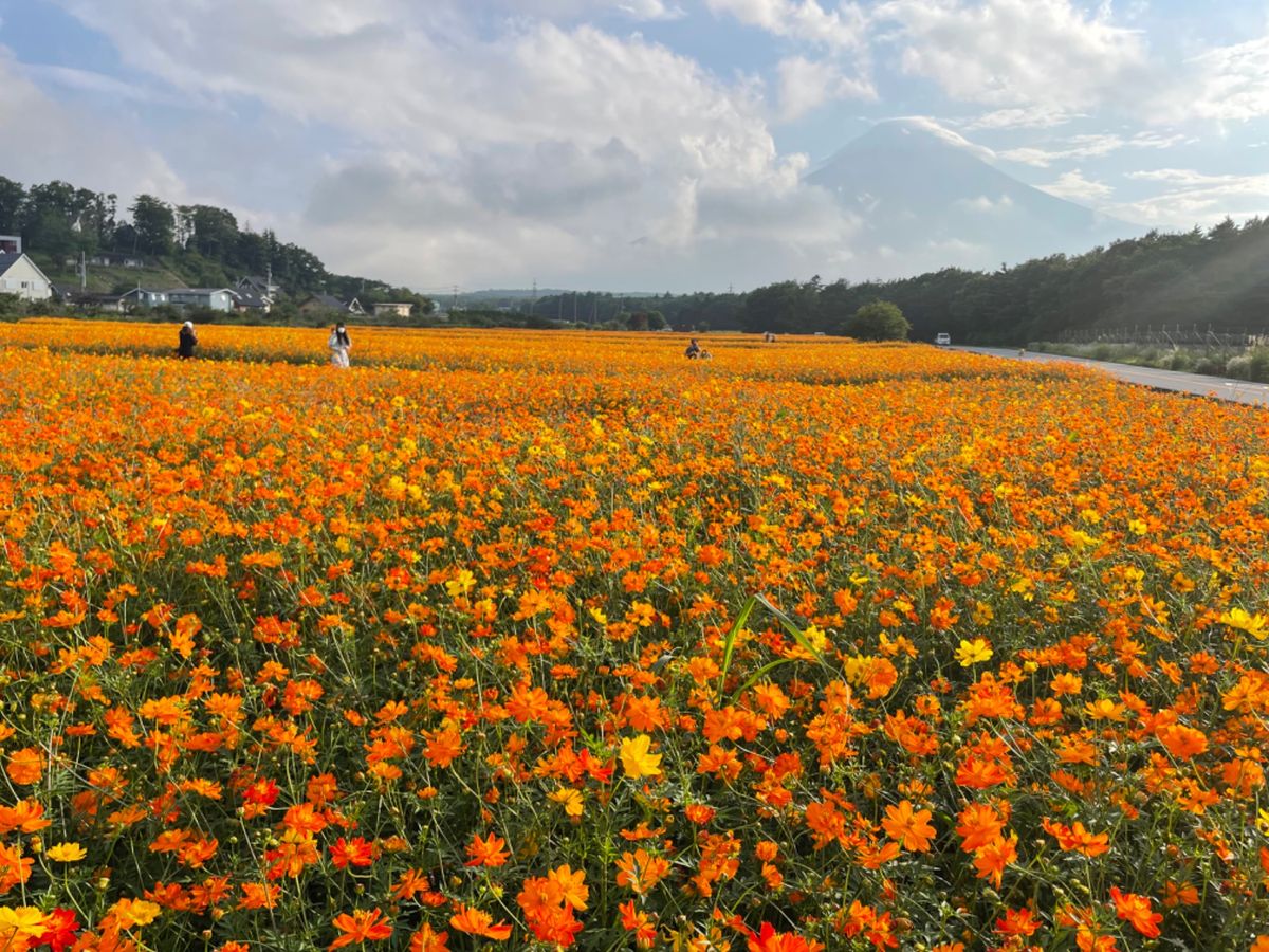 山中湖近くの花の都公園。中の有料エリアよりも、外の無料エリアの花畑の方が良...