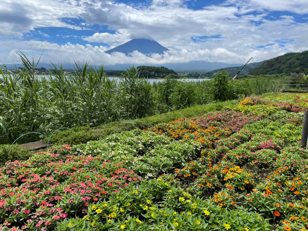 大石公園。花と富士山の景色が楽しめます。