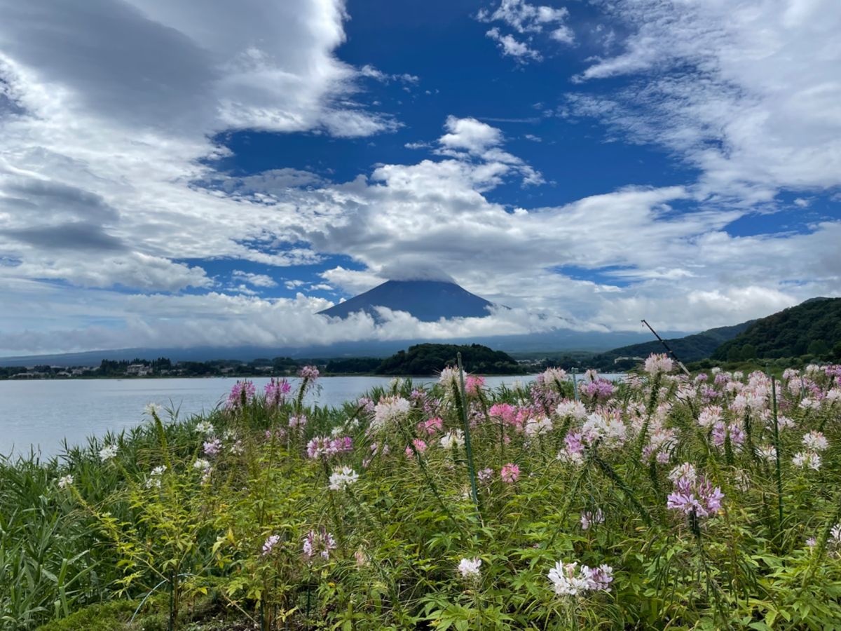 大石公園。花と富士山の景色が楽しめます。