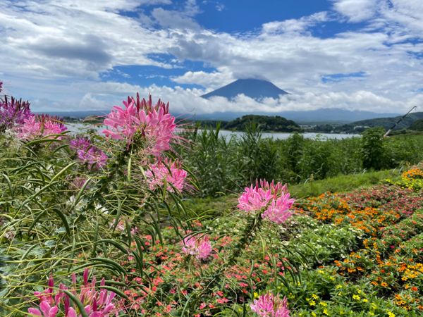 日本・静岡県「2022年夏・富士五湖」の写真：大石公園。花と富士山の景色が楽しめます。