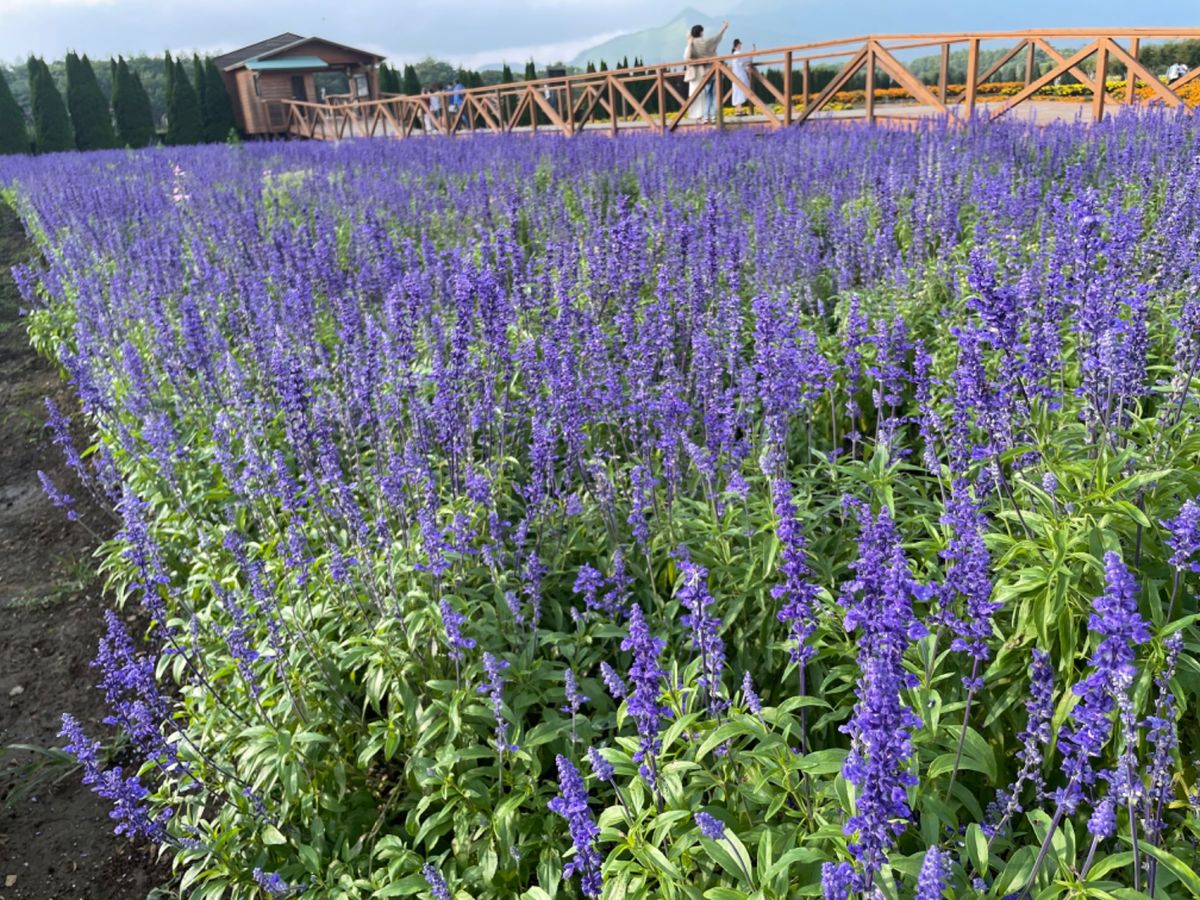 山中湖近くの花の都公園。中の有料エリアよりも、外の無料エリアの花畑の方が良...