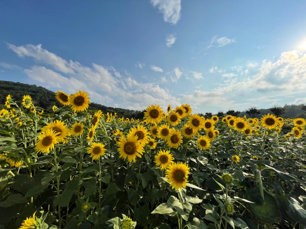 山中湖近くの花の都公園。中の有料エリアよりも、外の無料エリアの花畑の方が良...