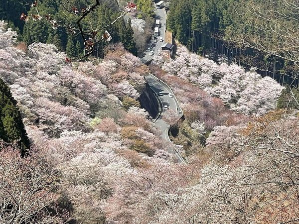 日本・奈良市「奈良吉野旅行」の写真：吉野千本桜と世界遺産