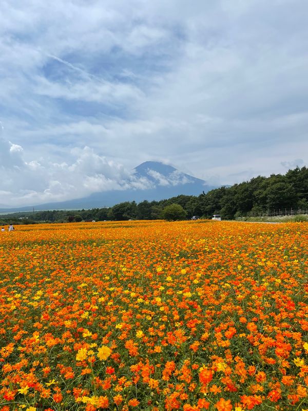 日本・静岡県「山梨河口湖旅行」の写真：観光