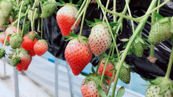 日本・日光「栃木旅行/初旅行✨」の写真