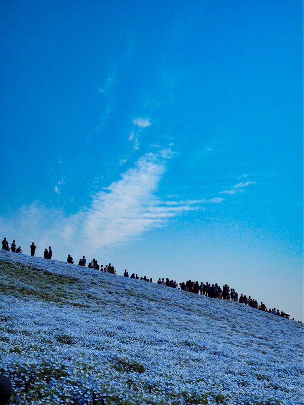 日本・茨城県「ひたち海浜公園」の写真