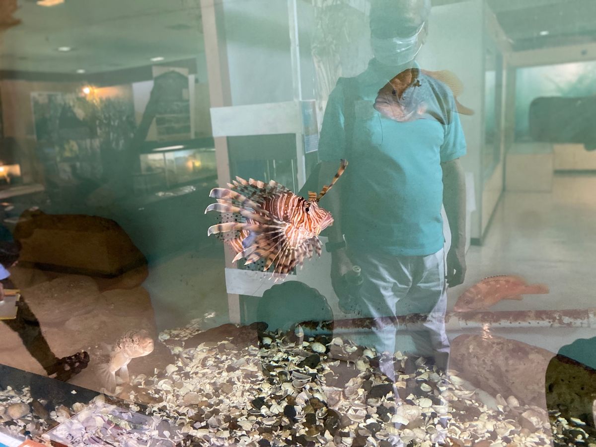 観音崎公園
博物館で東京湾の生き物をいろいろ見られました
手作りの展示説明...