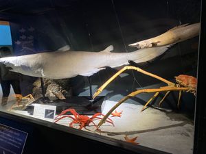 観音崎公園
博物館で東京湾の生き物をいろいろ見られました
手作りの展示説明...