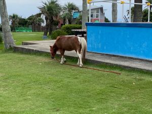 京急ホテル観潮荘の目の前は
惜しまれつつ閉園した
旧油壺マリンパーク🐬
キ...