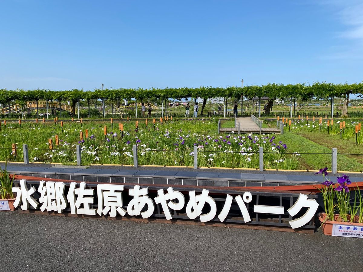 あやめパークであやめを堪能😆
綺麗でした✨
