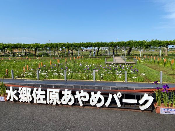 日本・千葉県「房総一泊二日銚子方面2022」の写真：あやめパークであやめを堪能😆
綺麗でした✨
