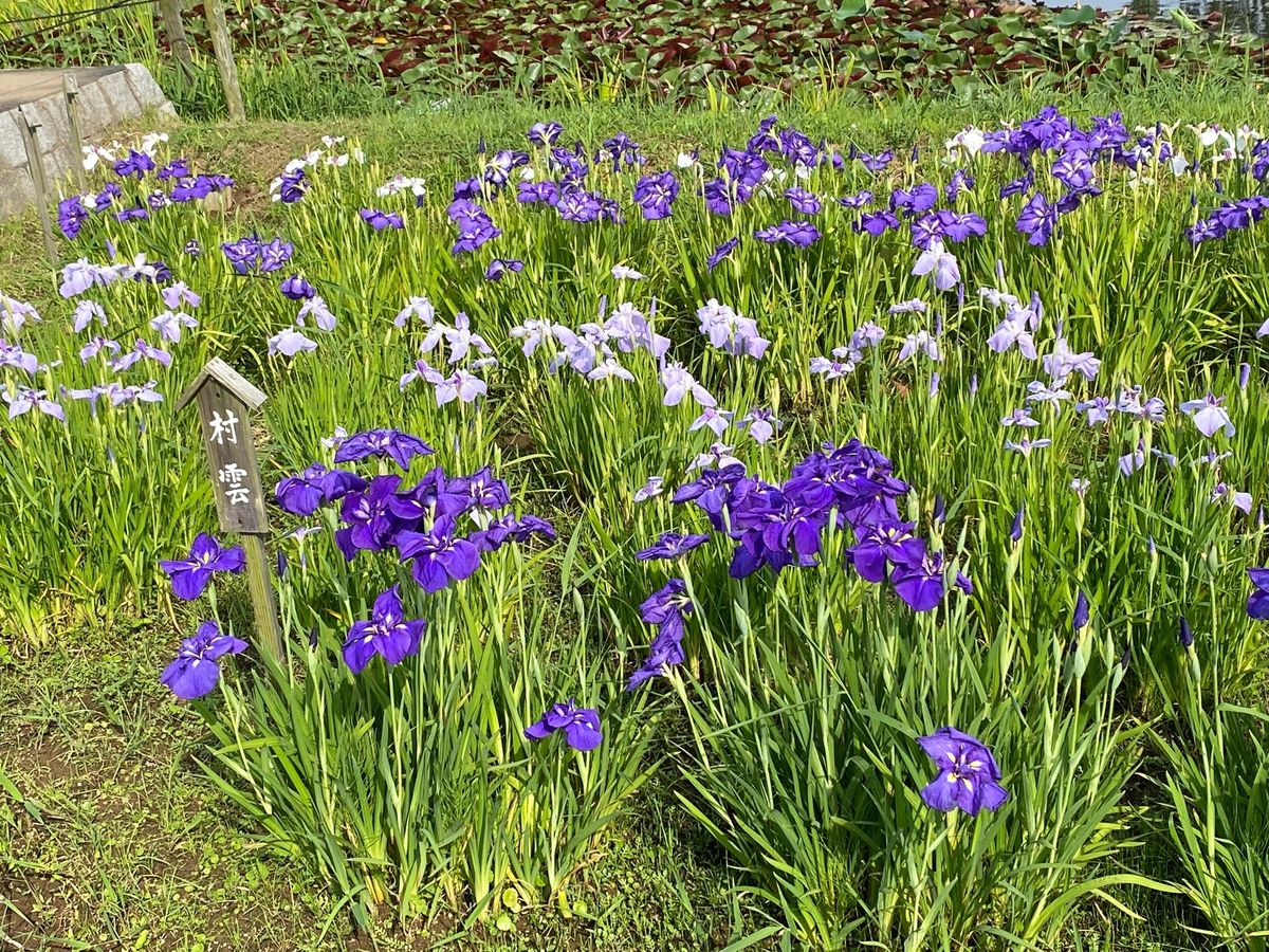 あやめパークであやめを堪能😆
綺麗でした✨
