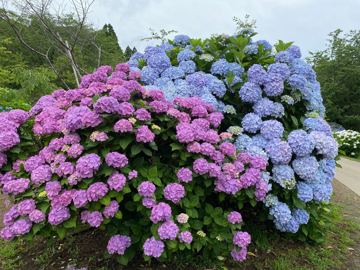 野見金山公園⛰
一面に広がる紫陽花が美しい✨
山頂からは外房方面が一望でき...
