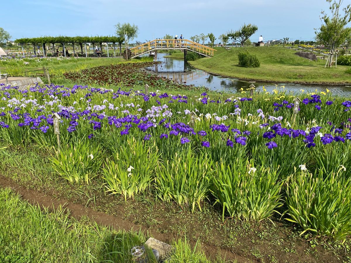 あやめパークであやめを堪能😆
綺麗でした✨
