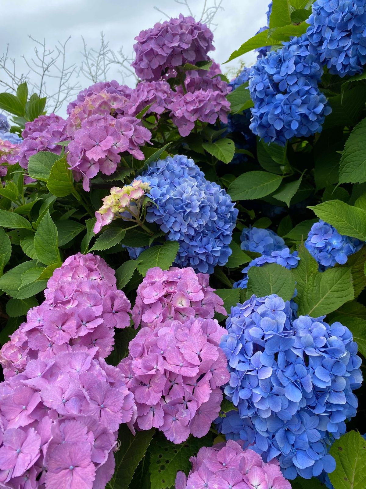 野見金山公園⛰
一面に広がる紫陽花が美しい✨
山頂からは外房方面が一望でき...