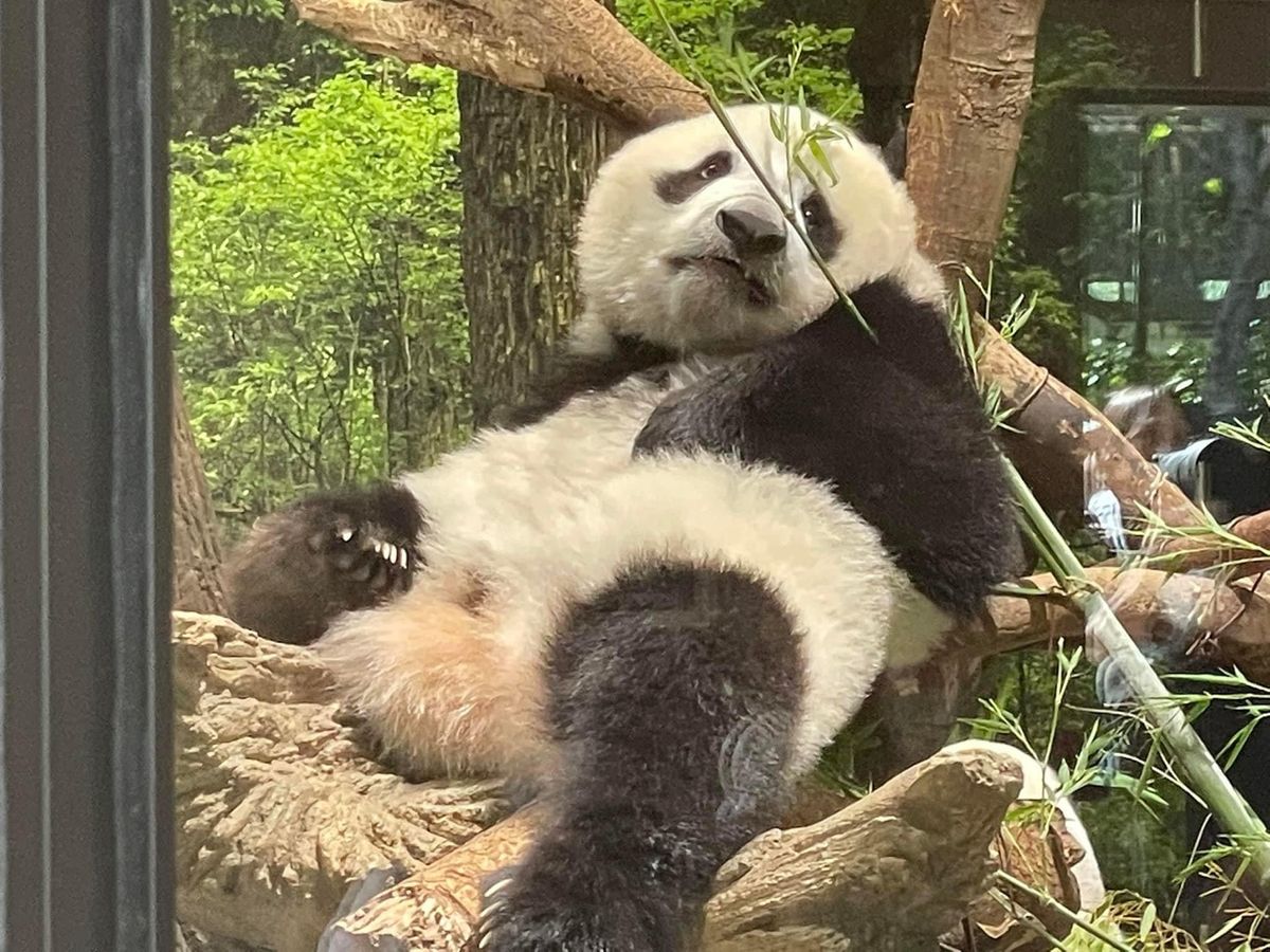 シャオシャオとレイレイ