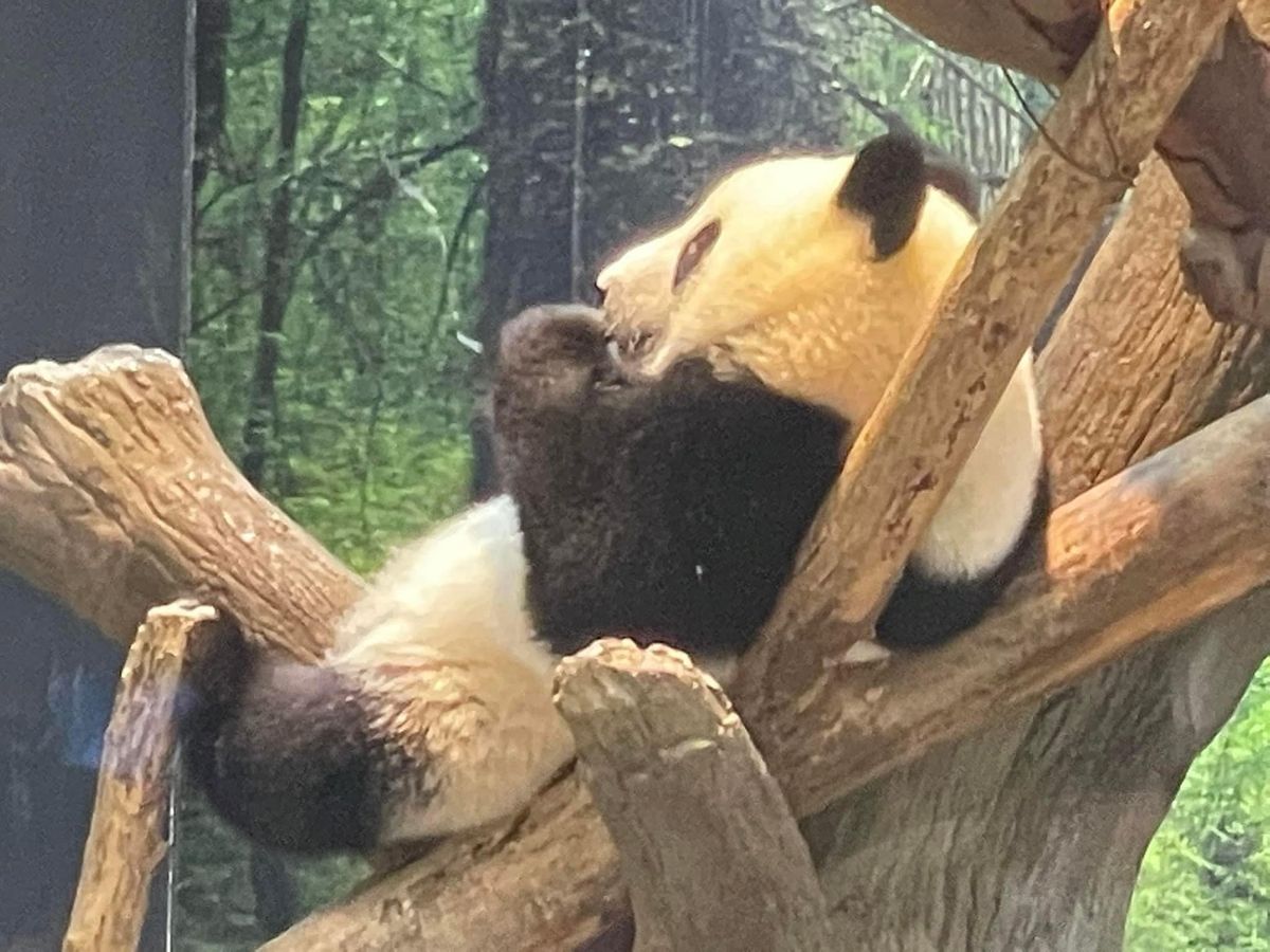 シャオシャオとレイレイ