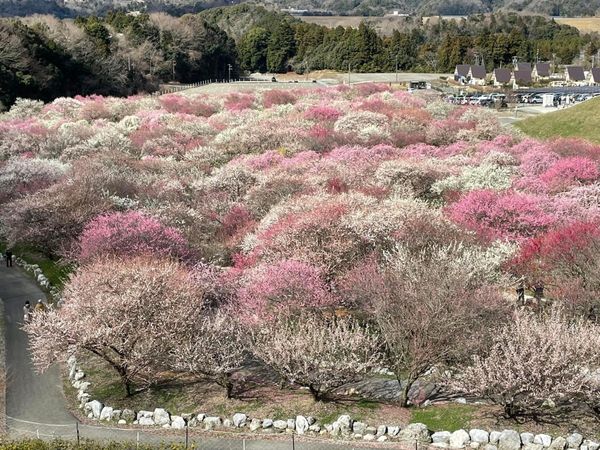 日本・三重県「伊勢といなべ梅」の写真：いなべ梅林公園と多度大社
だるまうなぎと...
