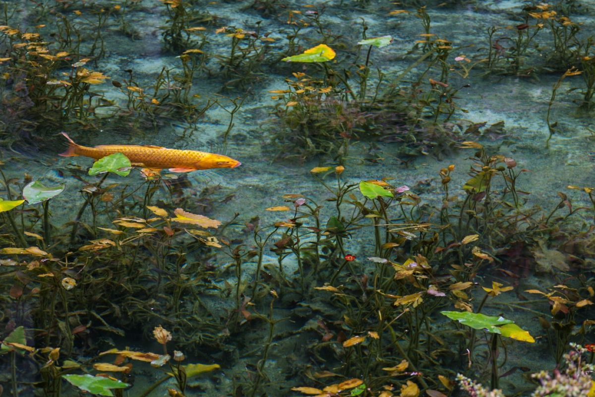 モネの池の透明感に癒されました。展望台は白川郷が一望できてお勧めです。立山...