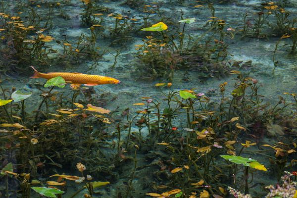 「岐阜」の写真：モネの池の透明感に癒されました。展望台は...