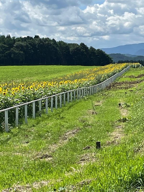 日本・盛岡「東北の旅」の写真：小岩井農場で羊をみて、アーチェリーを体験...
