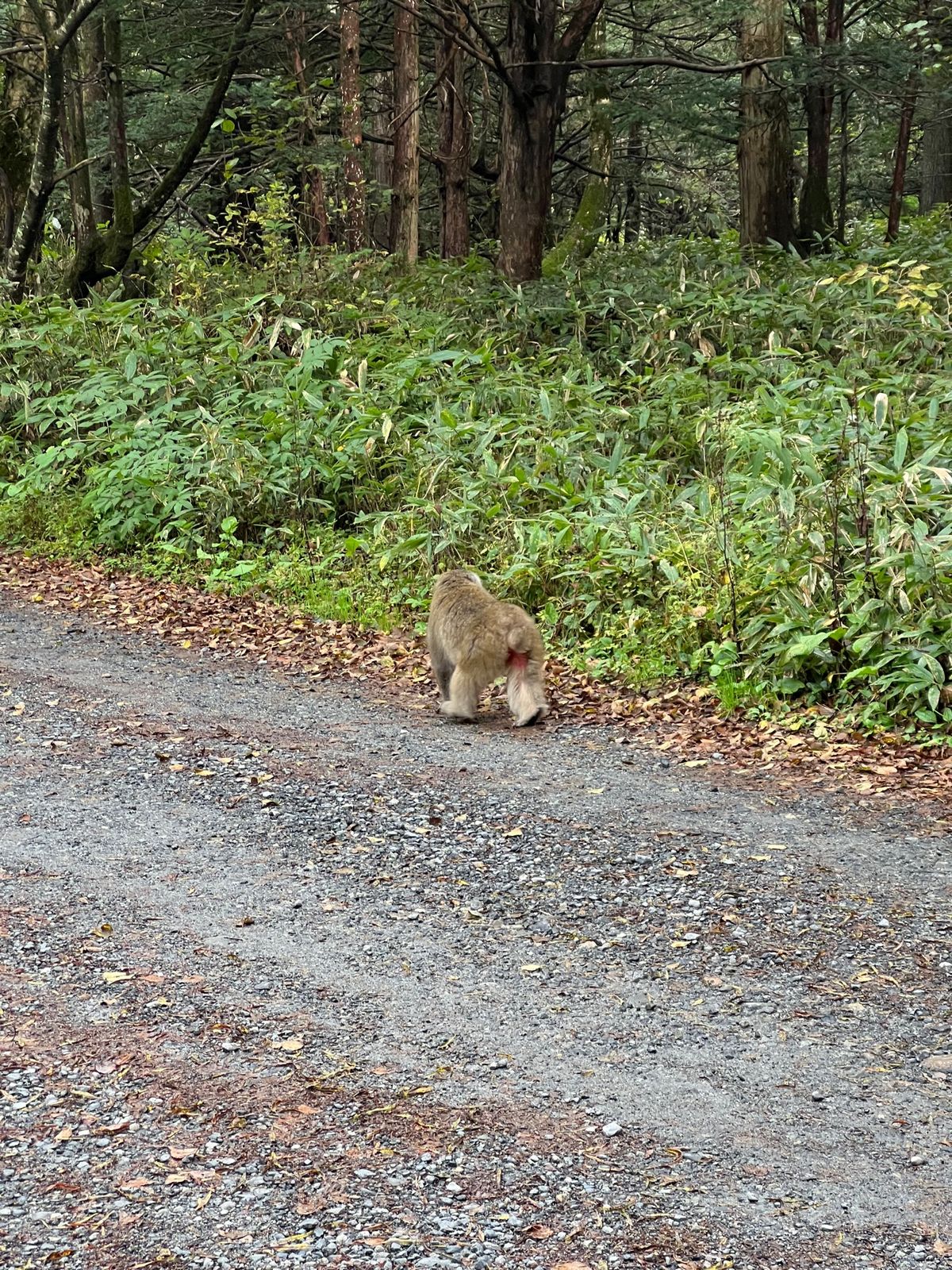 岳沢湿原

チェックインまで時間があったので岳沢湿原まで散策。猿がたくさんいた。