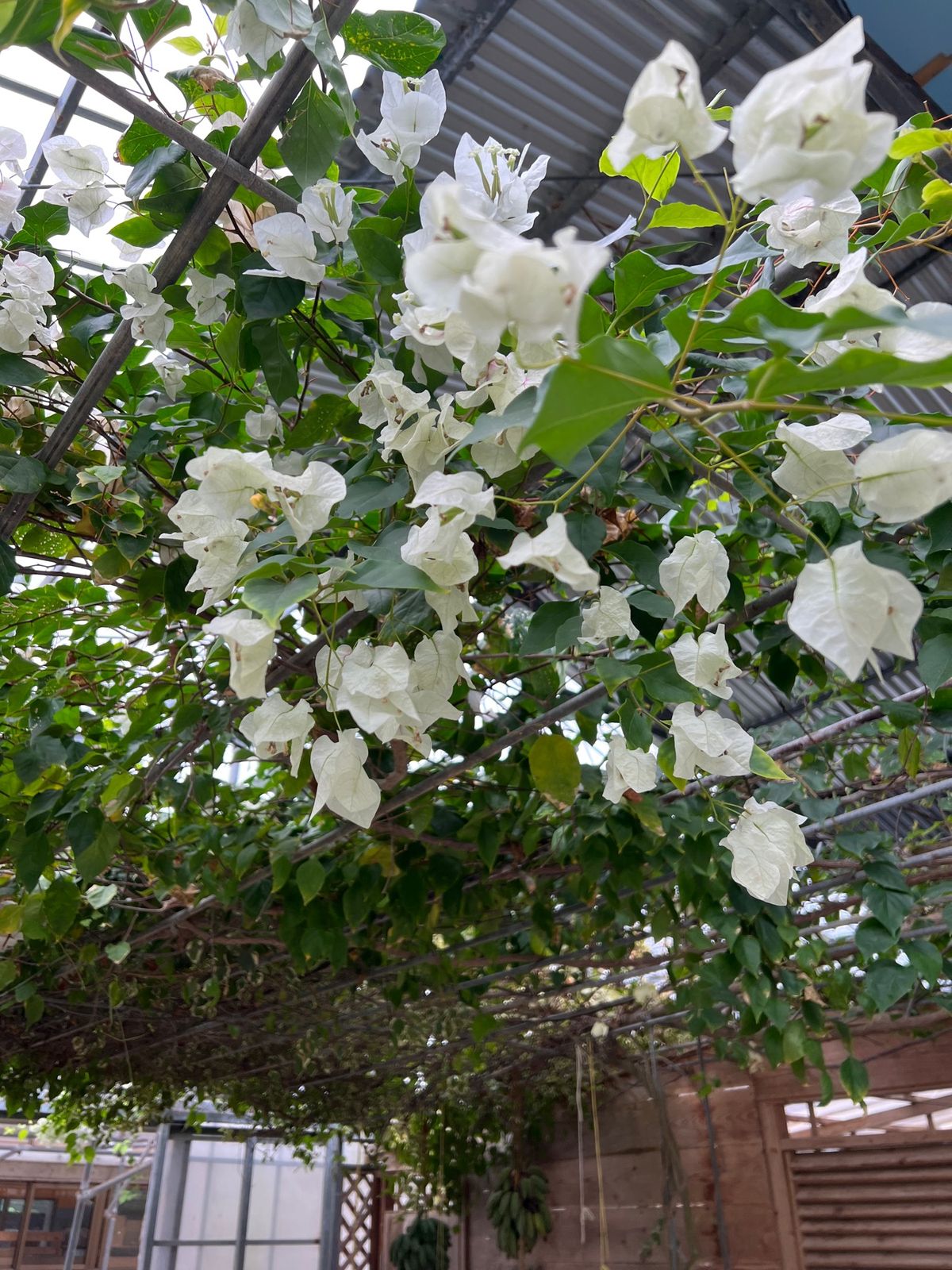 今帰仁　慶佐次
●慶佐次（げさじ）の又吉コーヒーのピンクと白のブーゲンビリ...