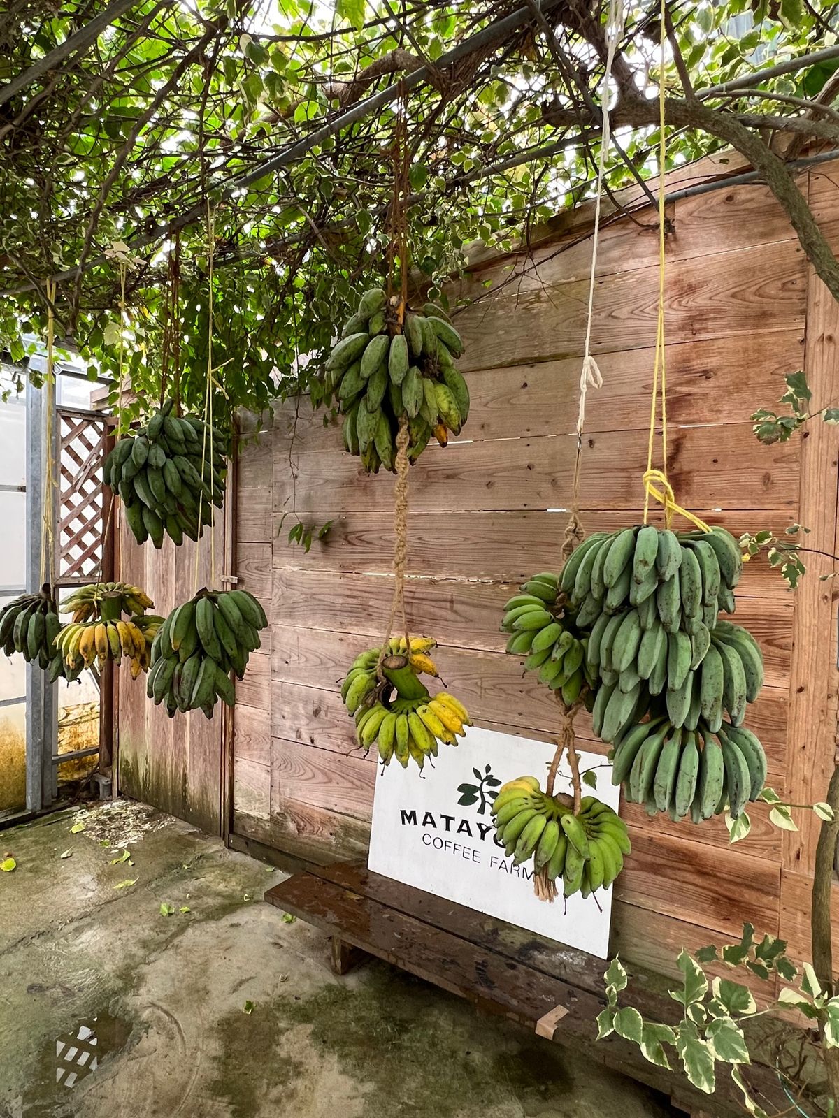 今帰仁　慶佐次
●慶佐次（げさじ）の又吉コーヒーのピンクと白のブーゲンビリ...