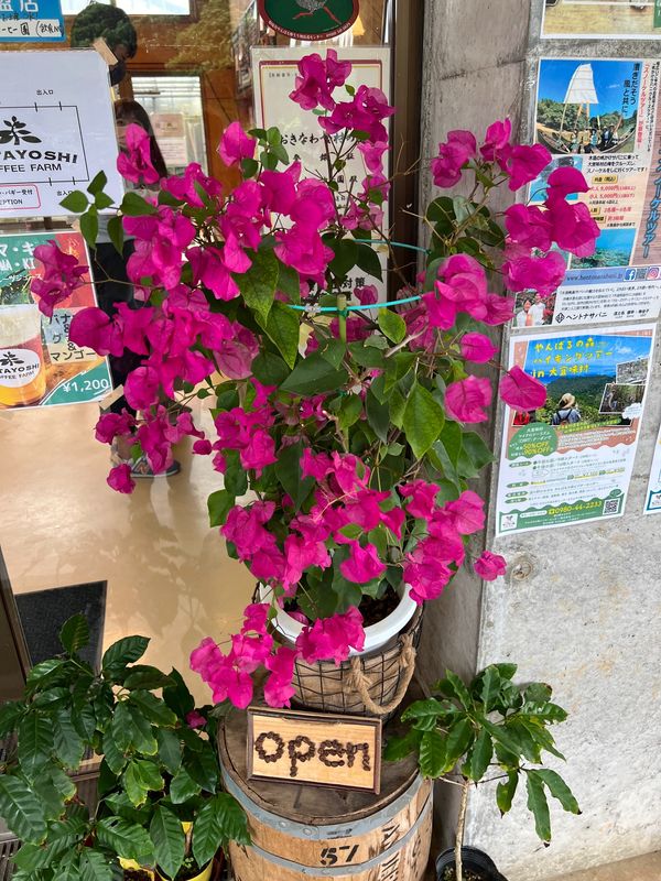 日本・沖縄県「沖縄旅行　全国旅行支援利用」の写真：今帰仁　慶佐次
●慶佐次（げさじ）の又吉...