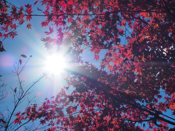 日本・東京都「ロックガーデン(御岳山)」の写真