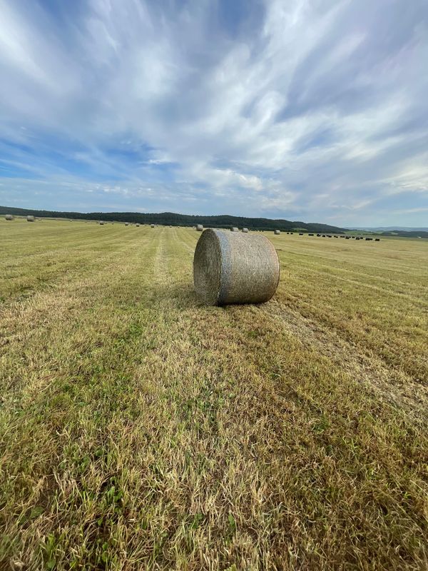 日本・北海道「北海道旅行」の写真：☀️丹頂の里→釧路市場→帯広　昼食→摩周...