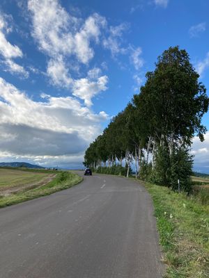 富良野、美瑛を観光しました🌲
北海道らしい景色を堪能しました☀️