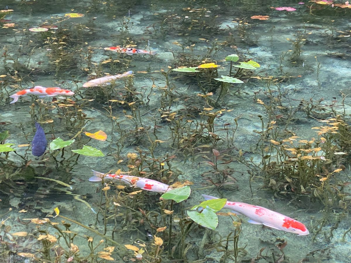 雨降りの中、モネの池へ。
凄く綺麗でした！！
下呂温泉最高！
