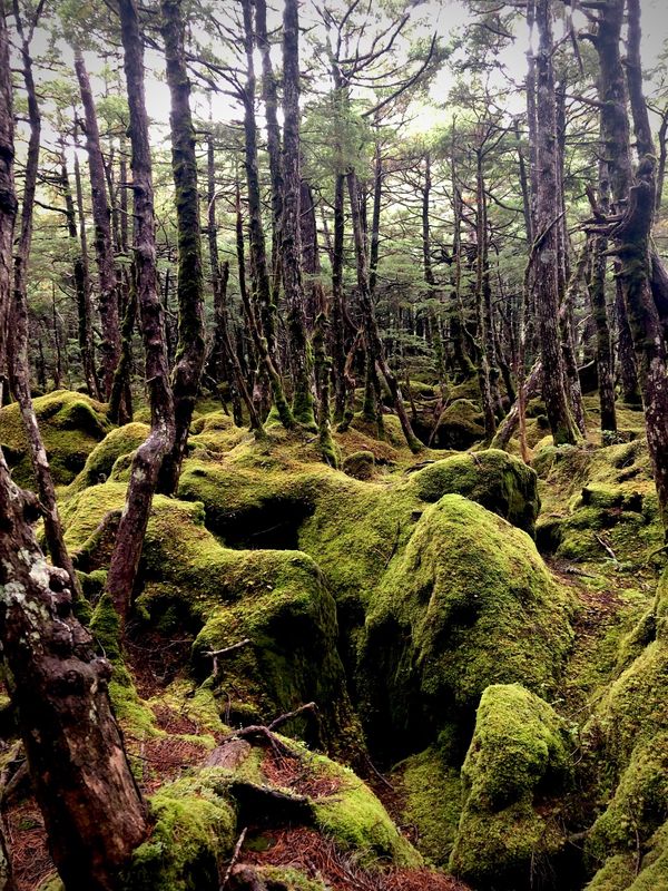 日本・長野県「白駒池&ニュウ」の写真