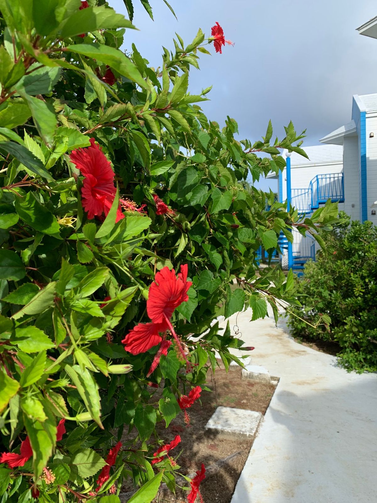 この旅でお世話になったお宿🌴🌺
「プリシアリゾートヨロン」
外にはヤモリが...