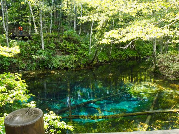 日本・北海道「知床・道東」の写真：「神の子池」