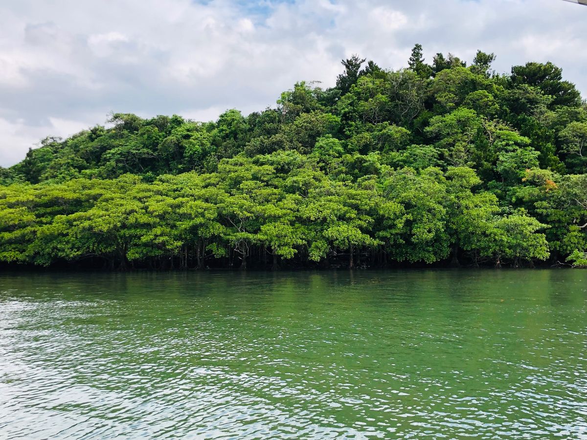 西表島、由布島