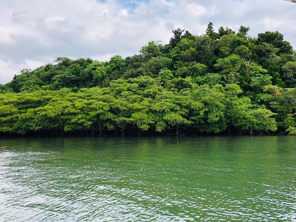 日本・沖縄県「石垣島〜西表島〜竹富島」の写真：西表島、由布島