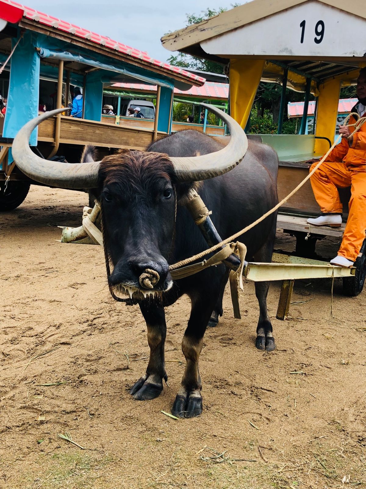 西表島、由布島