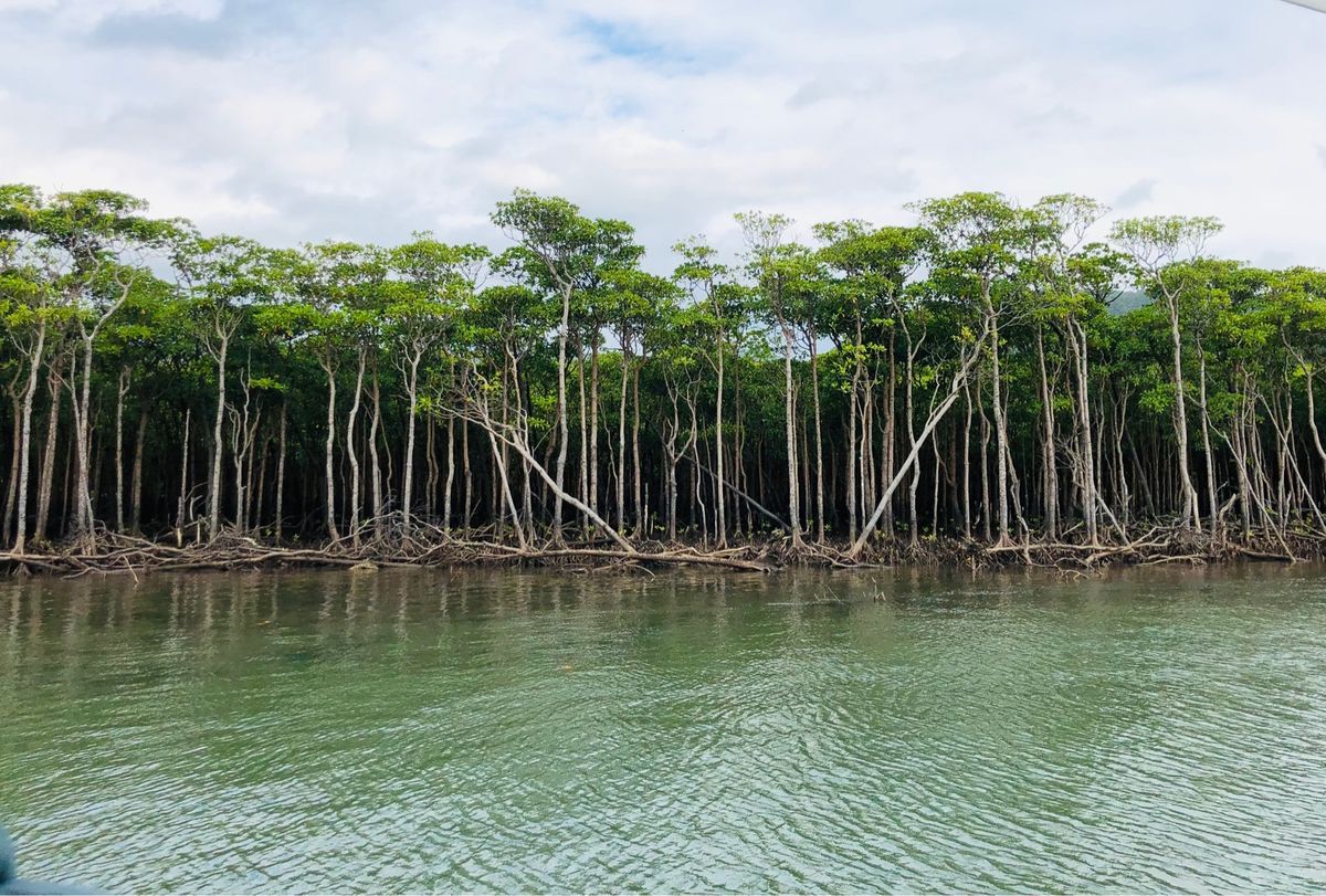 西表島、由布島