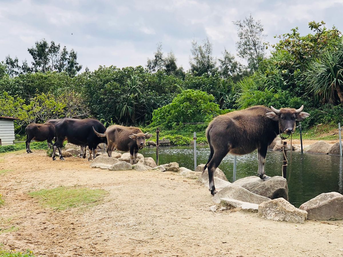西表島、由布島